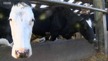 BBC1_Look North (East Yorkshire & Lincolnshire) 28Feb18 - farmers facing abuse & physical threats from militant vegans