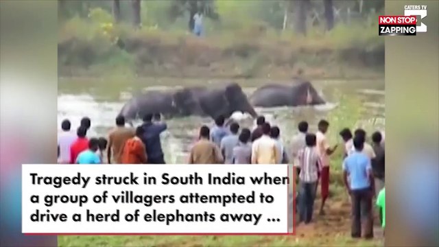 Inde : Un éléphant piétine un homme qui tentait de l’effrayer, les images choc (Vidéo)