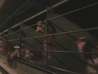 L'élevage des poules en cages - www.oeufs.org