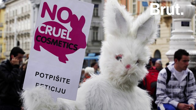 Le Parlement européen veut une interdiction totale des tests sur les animaux