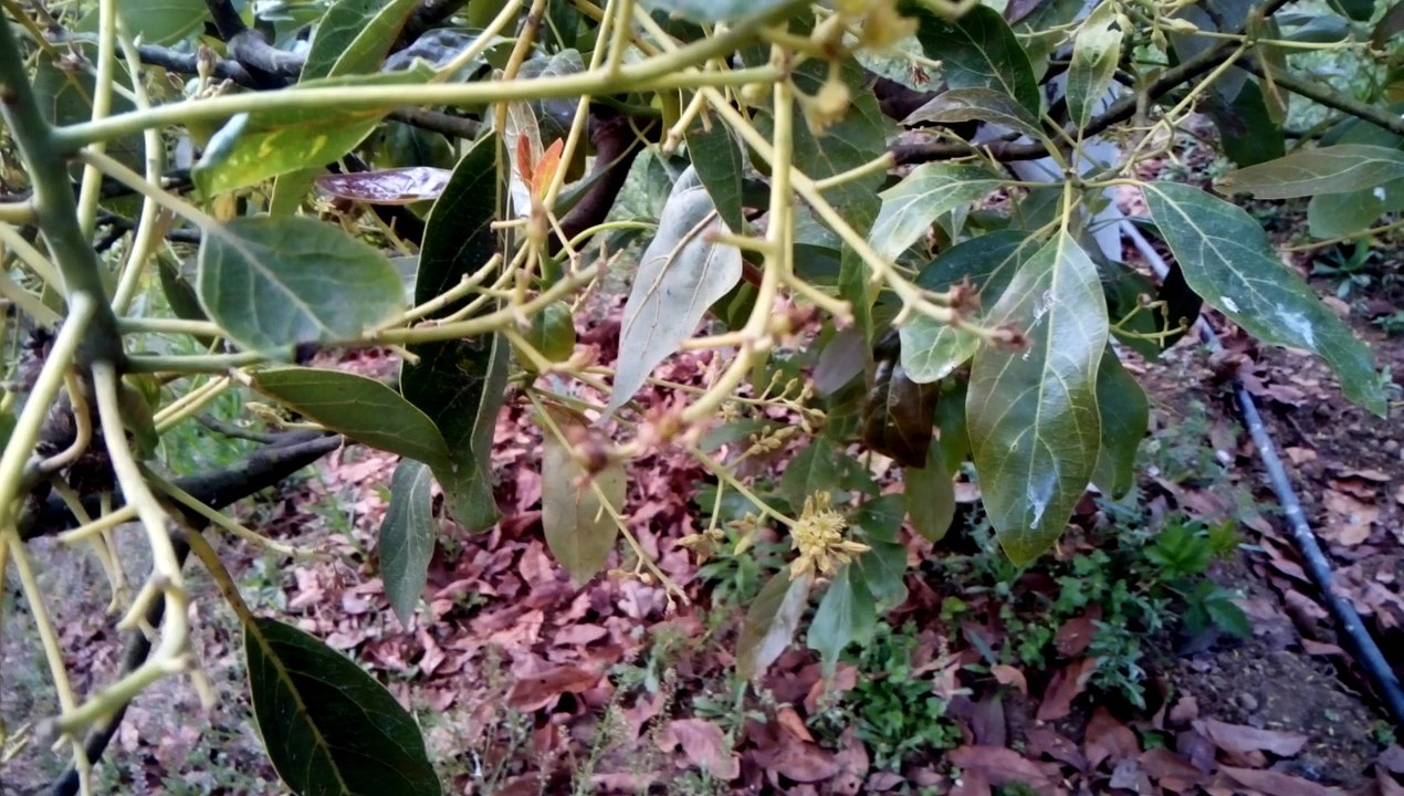 Amarre y Cuajado de Frutos de Aguacate