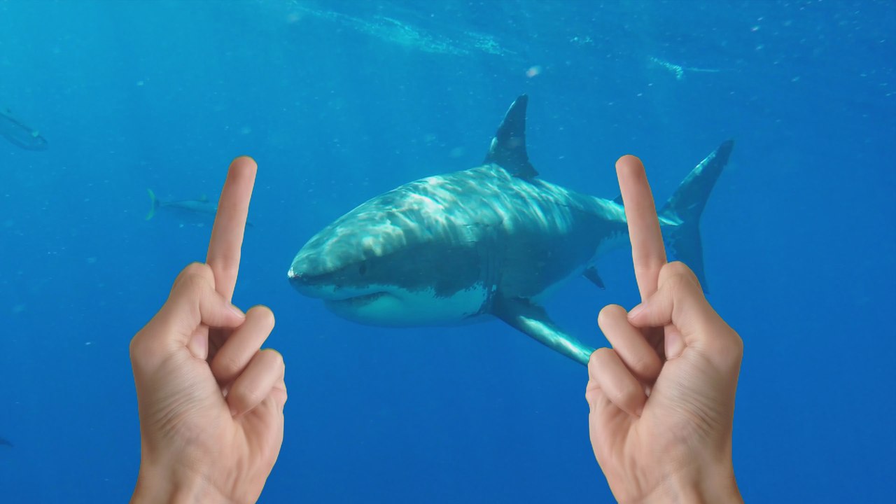 Stop Sharks Now