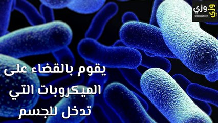 فوائد اليانسون العلاجية