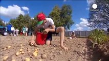 Belarus President Lukashenko harvests potatoes in his backyard