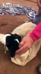 Elle trouve une chienne et ses chiots abandonnés dans un sac au milieu de la route