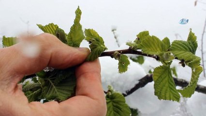 Giresun Ziraat Odası Başkanı Nurittin Karan: “Son yıllarda bölgemizde iklimlerde ciddi değişiklikler meydana gelmekte”