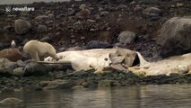Polar bear feasts on dead whale in Arctic Ocean