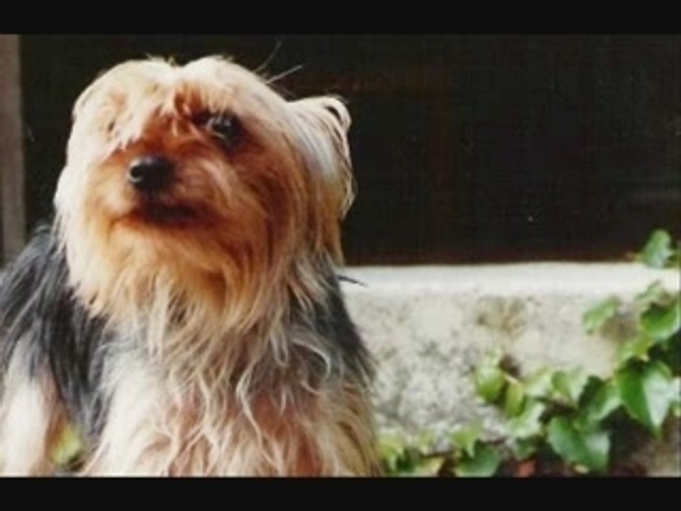 DOGS STORY