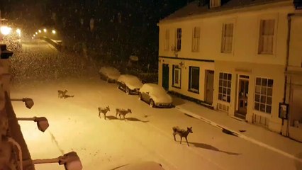 Des biches viennent en ville durant une tempête en Ecosse