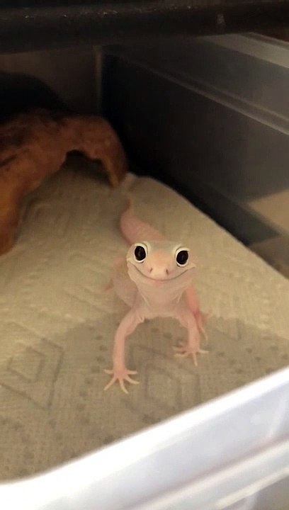 Gecko sympatoche