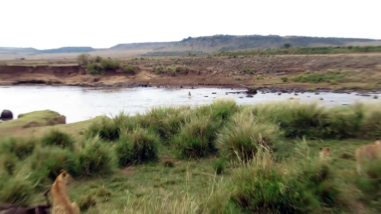 un zébre échappe aux lions après une traversée