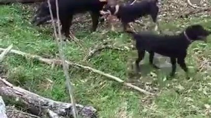 Un chien de chasse a chopé un sanglier