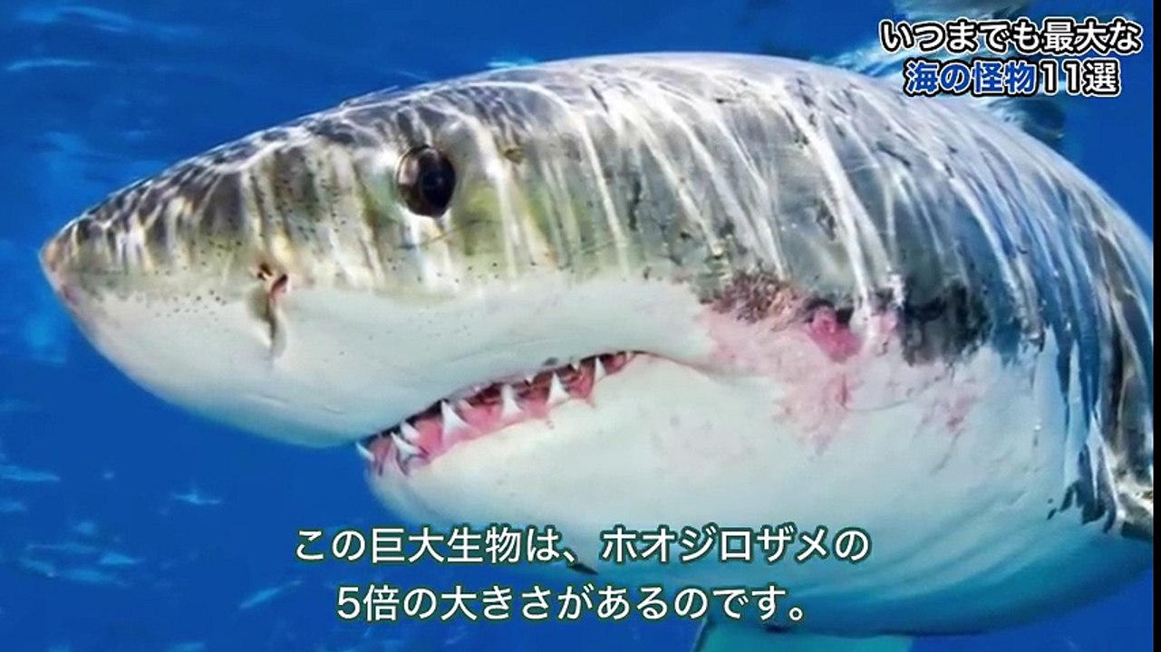 いつまでも最大な海の怪物11選