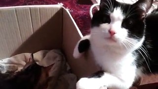 Кот переживает рождение котят