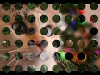 How To Keep Cat Out of Christmas Tree