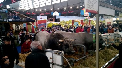 Ambiance au salon de l'agriculture de Paris