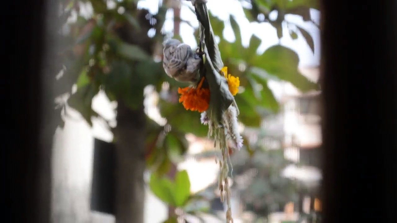 Sparrows_eating_rice_grains_off_a__dussehra_toran__cute_little_indian_sparrows