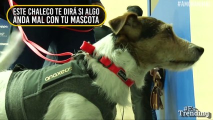 ¿Preocupado por tu perro? Este chaleco te dirá si algo anda mal con su salud