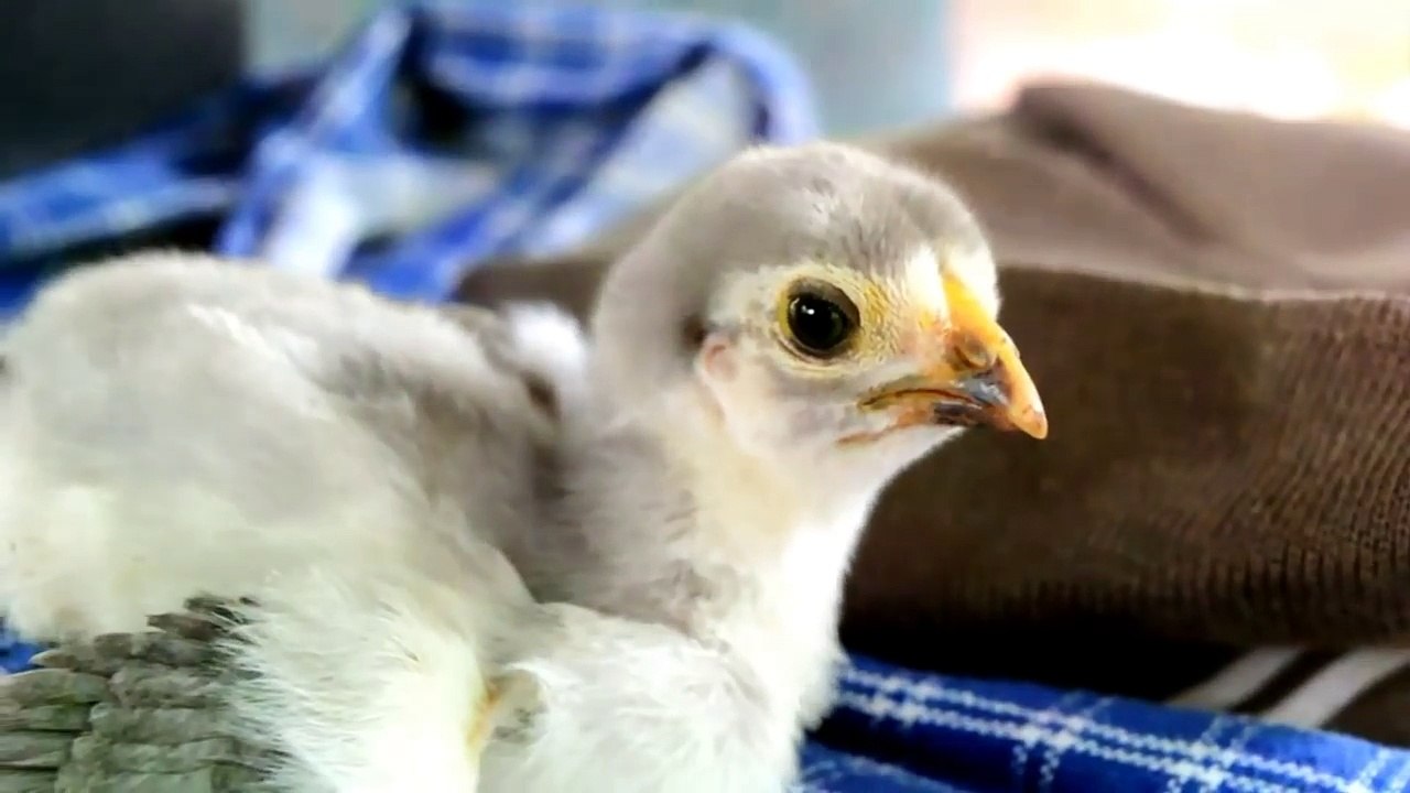Chicken_s_Chicks_Sounds_and_Chickens_Clucking_Sounds_-_Chick_Noises_Alarming_Roo