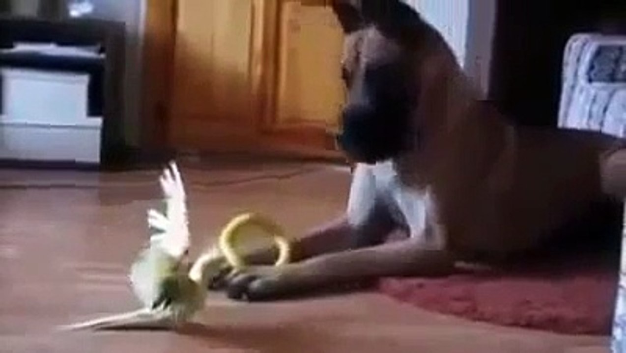 Funny_Dog_Great_Dane_vs_Bird