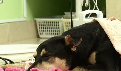 Perro presuntamente lanzado por hinchas emelecistas alcanzó nivel mundial