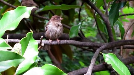 House_Sparrow_(Females)_-_Passer_Domesticus___Birds_Domestic_Sparrow___Birds_and