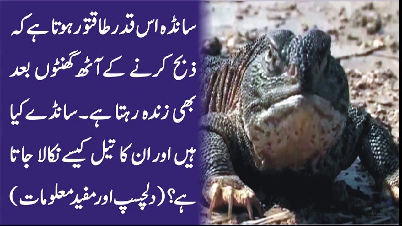 سانڈھے کا تیل ! دلچسپ و مفید معلومات