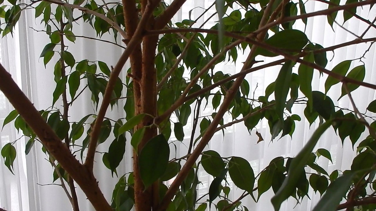 Mikrowellenterror, Handystrahlung, DAB +strahlung in Zimmerpflanze nachgewiesen