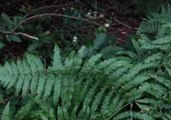 Plant Sways Mysteriously in the Kosovo Mountains