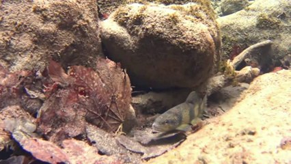 Ouverture truite 2017 suite