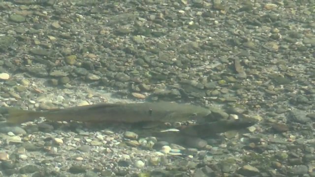 Frai des truites des alpes 2016