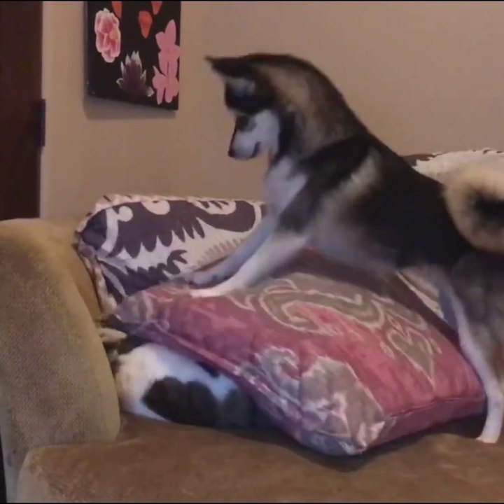 Funny dog and cat  / Chien drôle et chat