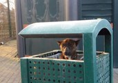 Dog Found Sheltering From the Cold in Public Trash Can Now Happy in Rescue's Care