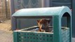 Dog Found Sheltering From the Cold in Public Trash Can Now Happy in Rescue's Care