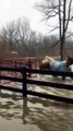 Ranch Owners Rescue Horses from Flooded Grounds