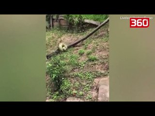 Pamje të llahtarshme/ Fshatarët luftojnë me anakondën për të shpëtuar qenin nga shtrëngimi i saj (360video)