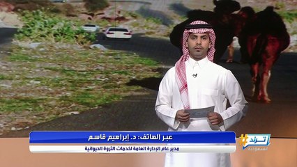 إلزام جميع ملاك الإبل بوضع شرائح الكترونية عليها
