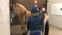 L’équithérapie, se soigner au contact du cheval