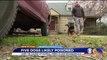 Neighbors Say 5 Dogs Poisoned in Their Own Yards in Virginia