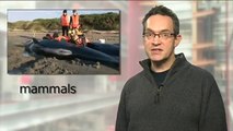 BBC Learning English: Video Words in the News: New Zealand whales (22nd January 2014)