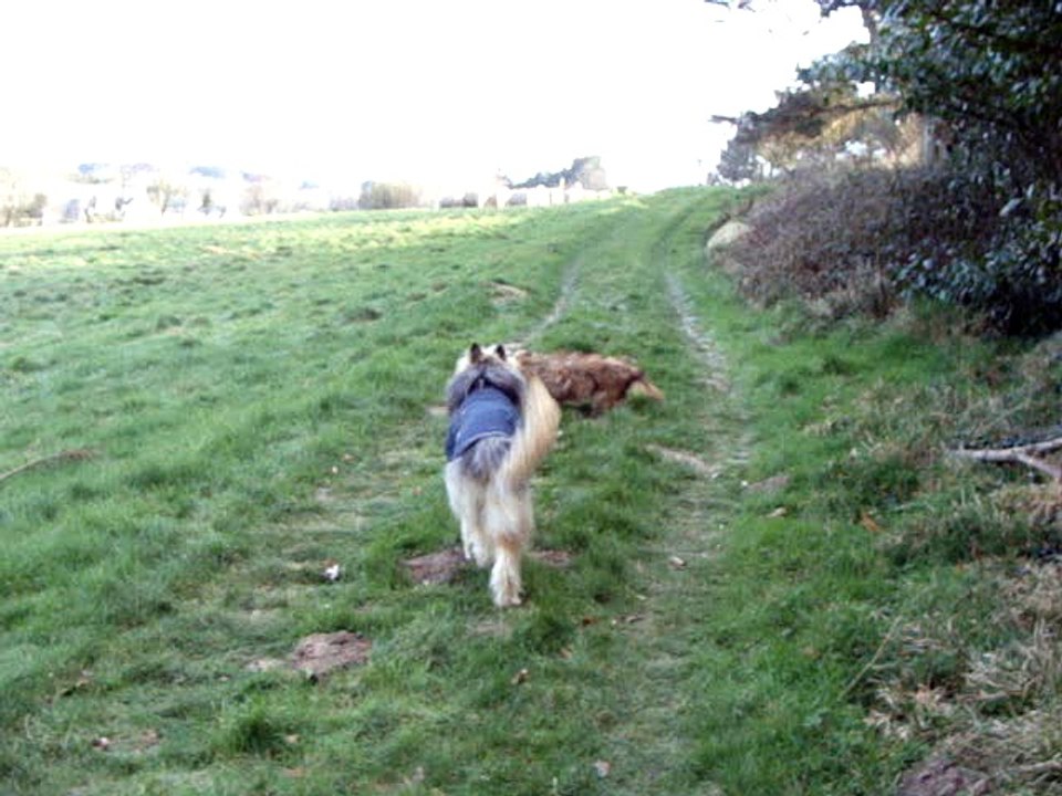 Bazil, Benji et Nawak on va soigner les chevaux !