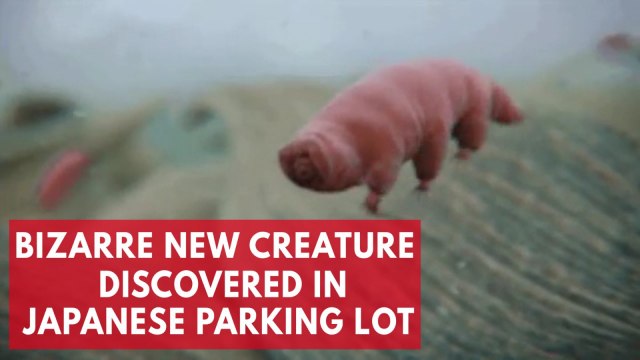 Bizarre new eight-legged Tardigrade species discovered in Japanese parking lot