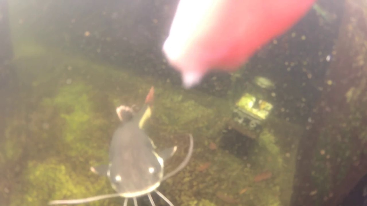 Il nourrit son gros poisson chat!