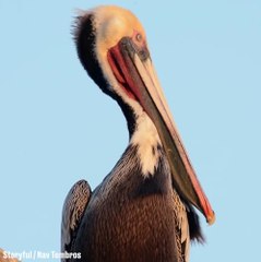 Un pélican qui baille c'est très flippant