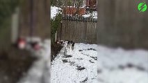 Juste un chien qui fait un bonhomme de neige... Normal!