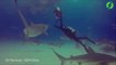 Ce plongeur stoppe un enorme requin tigre sur le point de mordre un autre plongeur