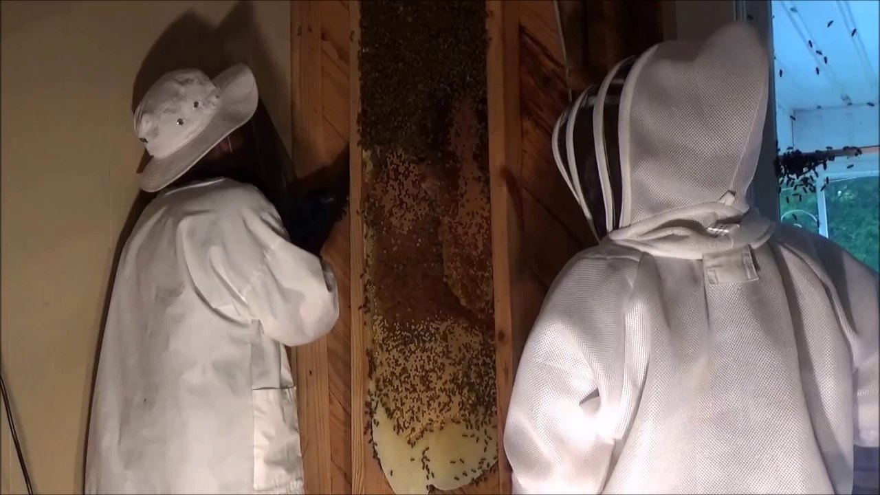 Cette famille entendait du bruit dans le mur du salon et on comprend pourquoi