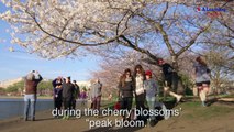 Cherry Blossoms Signal Start of Spring
