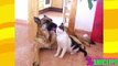 Cant Stop Laughing - Funny Animals Compilation ✯ Cats and Dogs Love Each Other