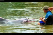 El Delfín Rosado (Inia geoffrensis)  en peligro de extinción